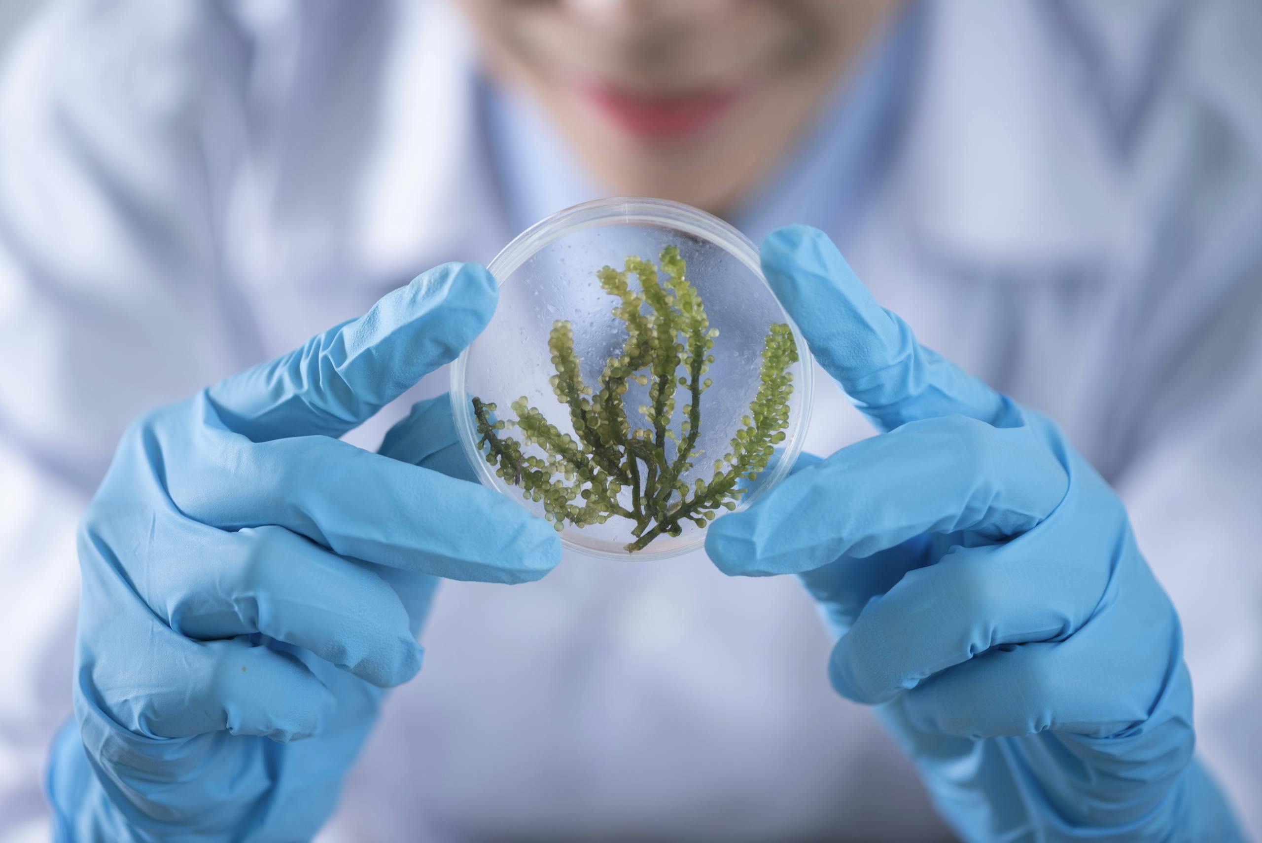 Person Holding Container With Seaweed